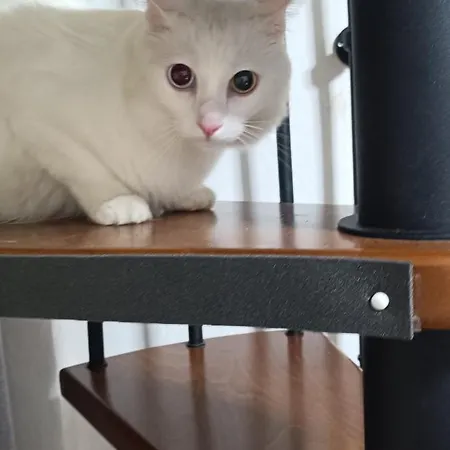 Nyaraló The White Cat Nápoly