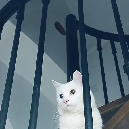 Dom wakacyjny The White Cat Neapol