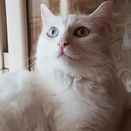 Feriehus The White Cat
