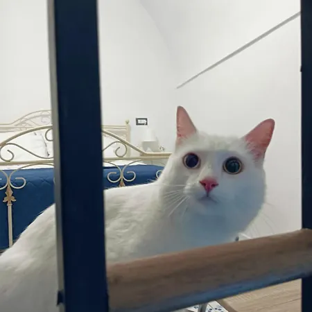 The White Cat 那不勒斯