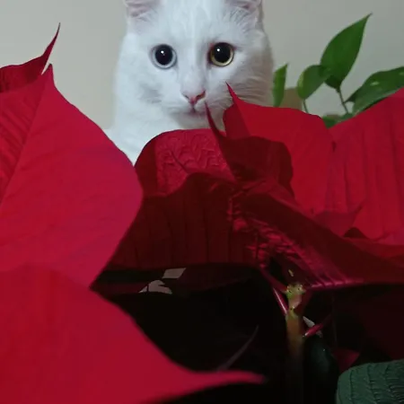 The White Cat