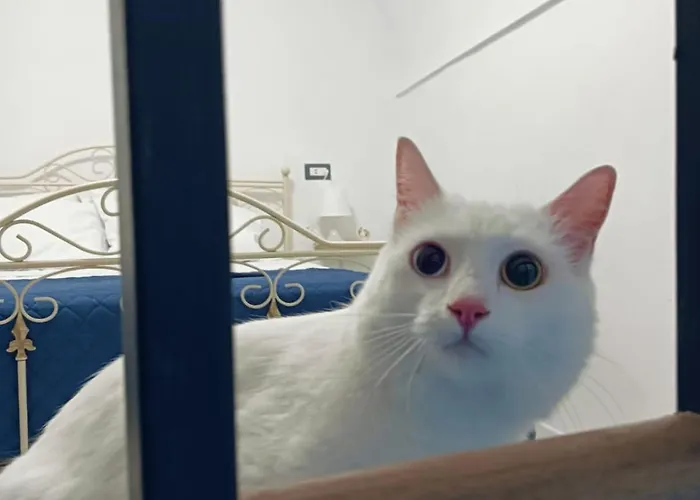 The White Cat نابولي