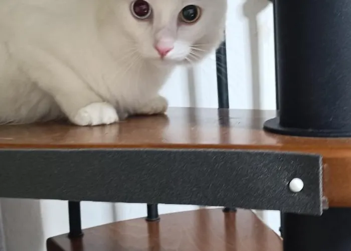 펜션 The White Cat 나폴리